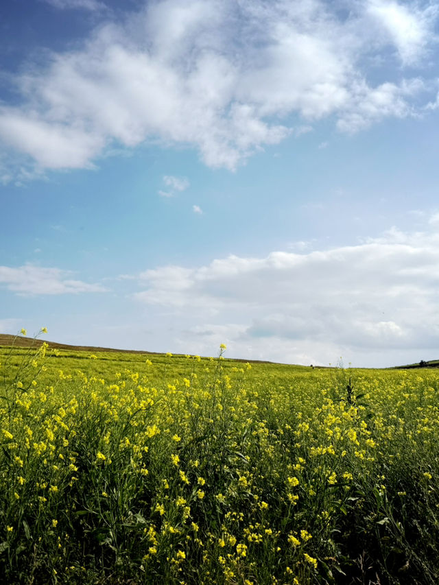 A Journey Through Hohhot and Ulanqab’s Majestic Landscapes