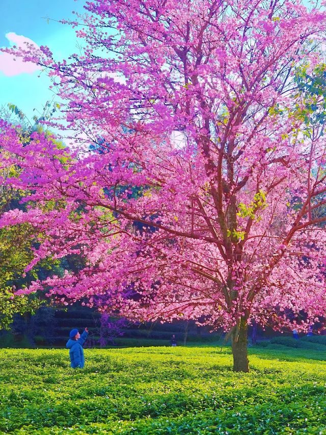 雲南小眾旅遊推薦！騰衝銀杏村+無量山櫻花。