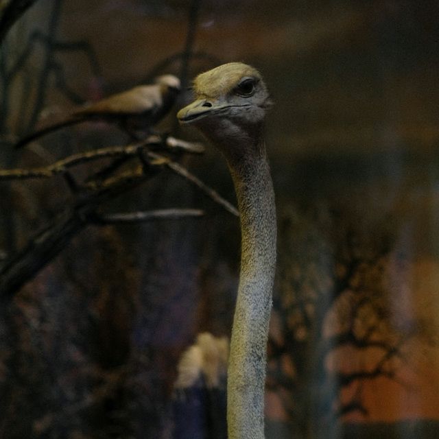 🦁 Natural History Museum Helsinki – A Safari Indoors