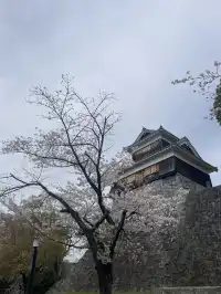櫻花難民在九州找到了驚喜