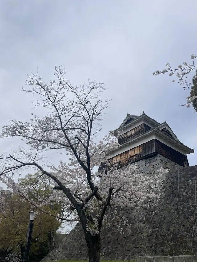 櫻花難民在九州找到了驚喜