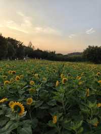 廈門翔安香山向日葵花海打卡全攻略