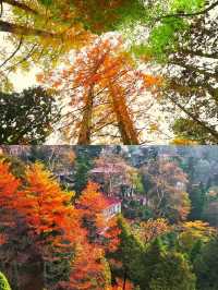 廬山很美，真心建議10-11月來，因為-