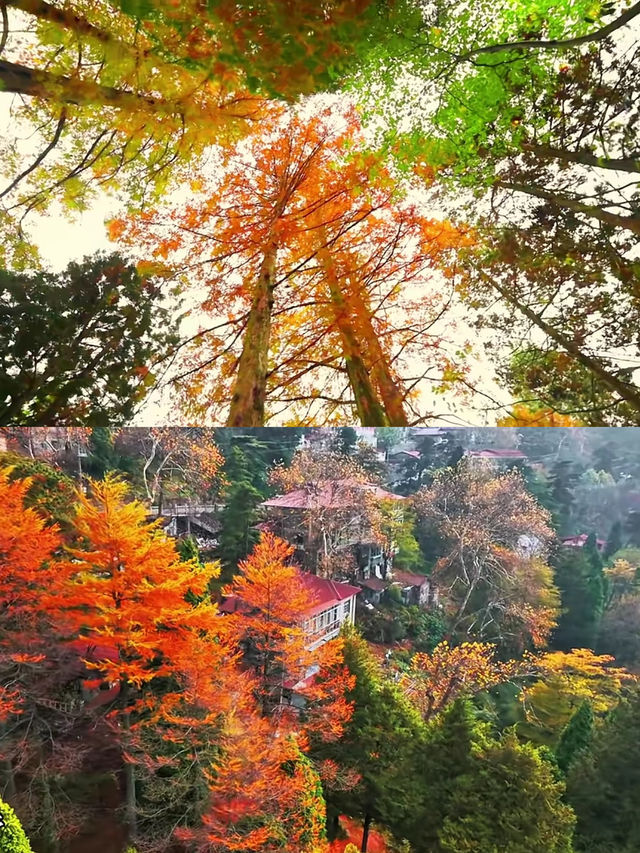 廬山很美，真心建議10-11月來，因為-
