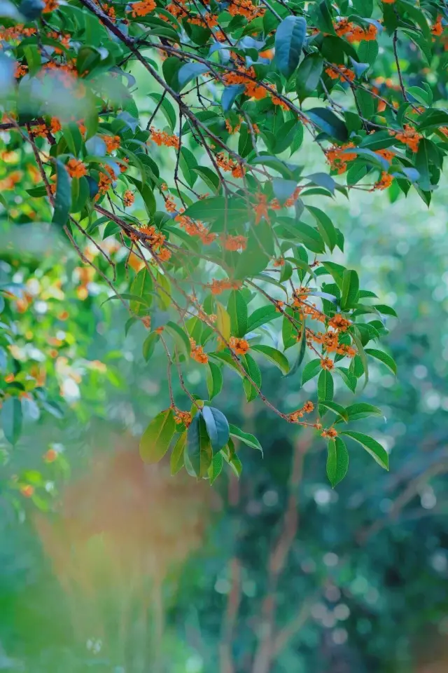 The Osmanthus fragrans in the Plum Garden is blooming passionately