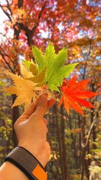 老邊溝楓葉紅了