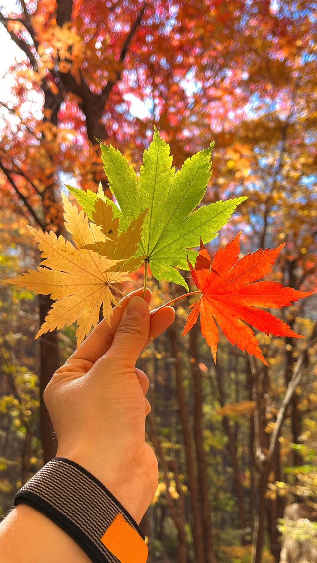 老邊溝楓葉紅了 老邊溝楓葉紅了