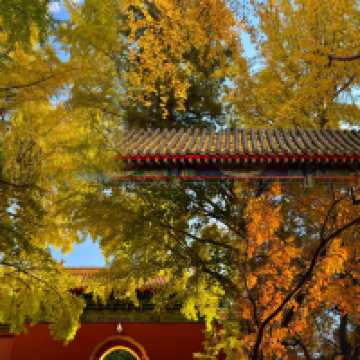 北京絕美秋日暴走路線胡同Citywalk+中山公園賞銀杏