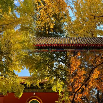 北京絕美秋日暴走路線胡同Citywalk+中山公園賞銀杏 北京絕美秋日暴走路線胡同Citywalk+中山公園賞銀杏