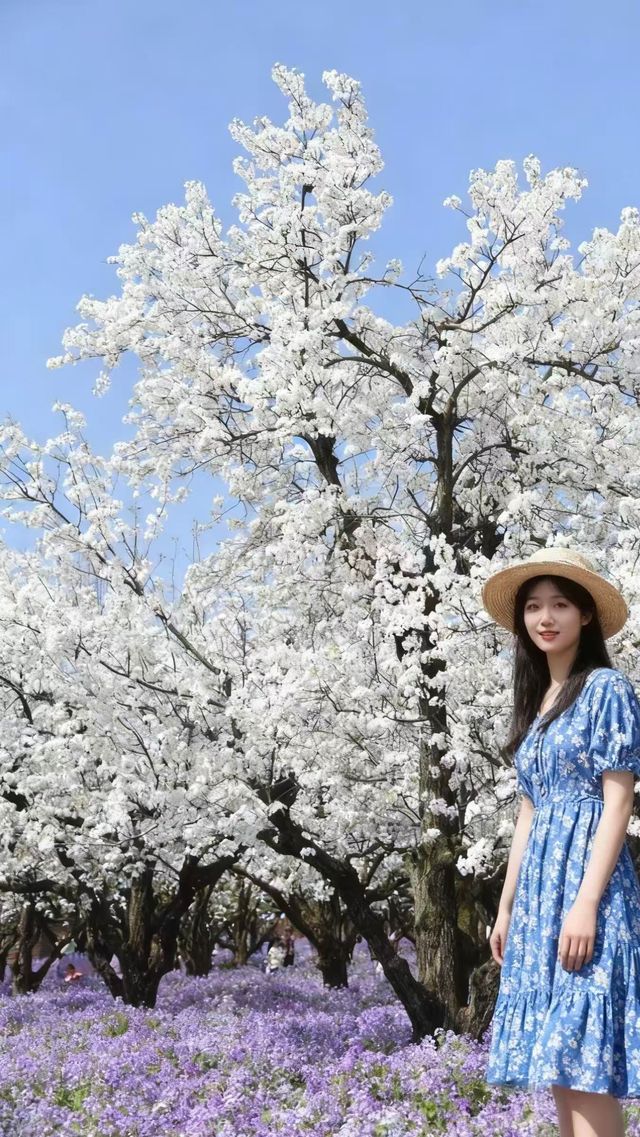 梨蘭同放宿遷三台山の春日限定花海美哭我了！