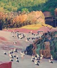 宜興慢遊記｜山水環抱間的詩意棲居，週末來場治癒系旅行  這片被太湖懷抱的小城真的戳中我的審美！竹海、