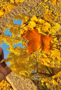 落葉、靜謐與時光感