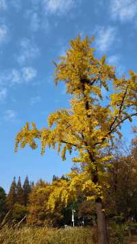銀杏菊韻寶藏拍攝地