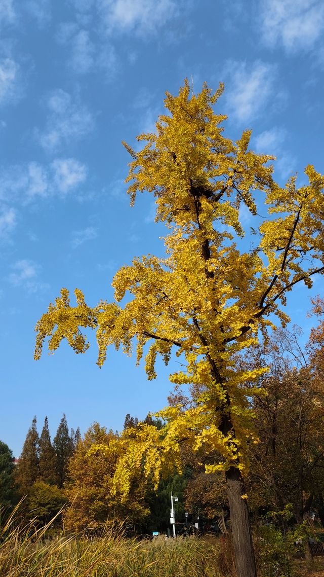 銀杏菊韻寶藏拍攝地 銀杏菊韻寶藏拍攝地