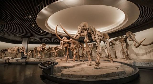 大慶冬日五大寶藏玩法 大慶冬日五大寶藏玩法