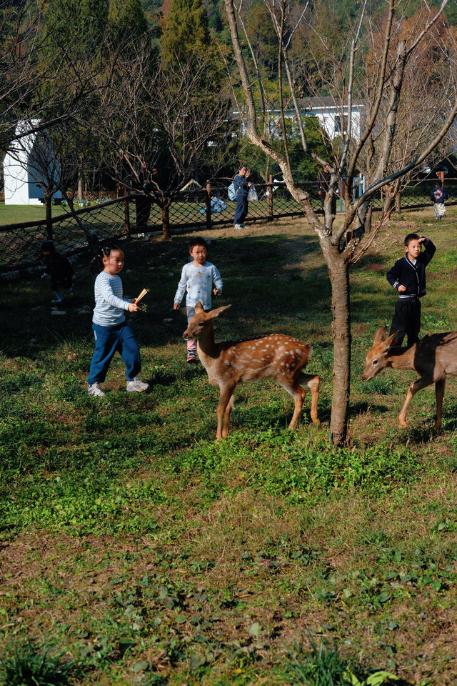 上海杭州周邊｜不在奈良，在諸暨