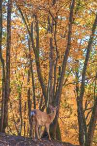 亞布力秋染五花山，暖居枕雪待晴光