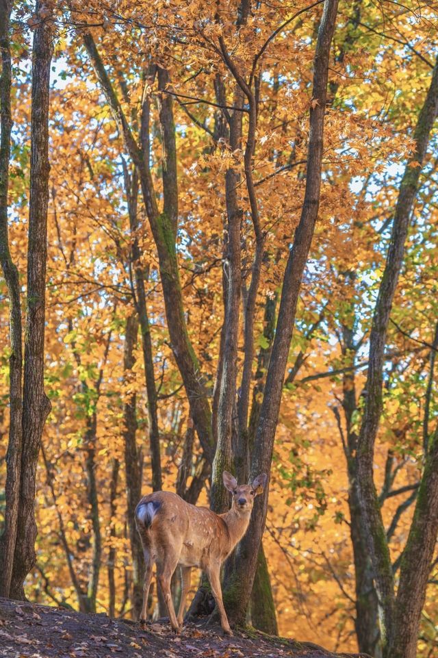 亞布力秋染五花山，暖居枕雪待晴光