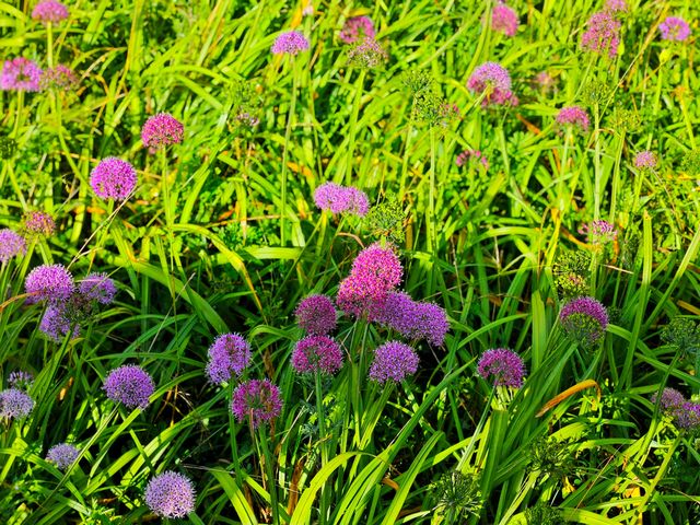 藏在貴州的 “高山小草原”，騎馬看雲超治癒！  貴州一處能 “假裝在內蒙古” 的寶藏地 —— 二台坡