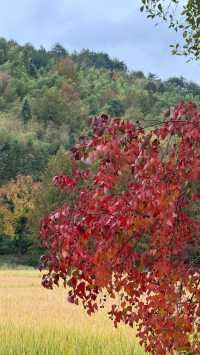 徽州古城秋日漫步