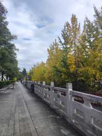 街區銀杏打卡地恩施州文化中心