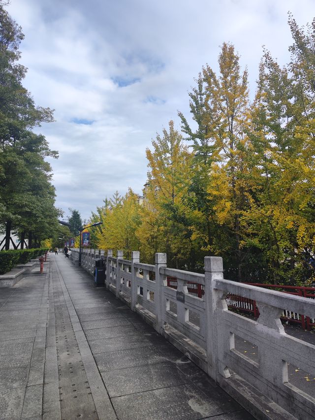 街區銀杏打卡地恩施州文化中心 街區銀杏打卡地恩施州文化中心