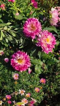 深圳冬日限定浪漫仙湖植物園花展也太出片了吧！