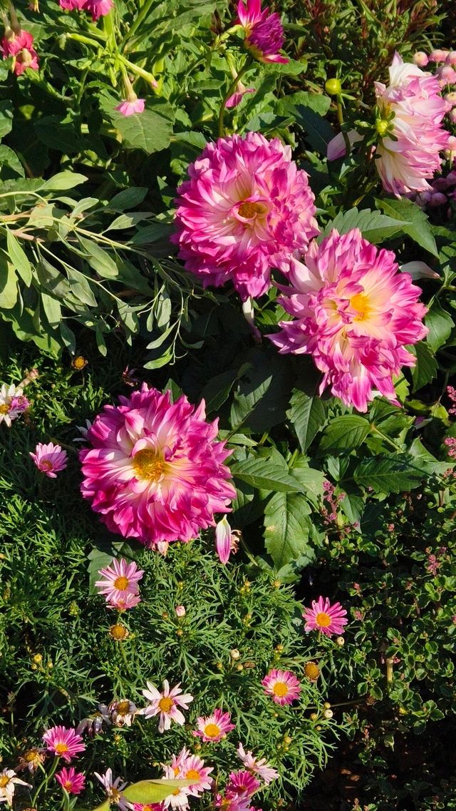 深圳冬日限定浪漫仙湖植物園花展也太出片了吧！