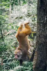 旗山森林公園徒步偶遇猴哥!20km古道+網紅