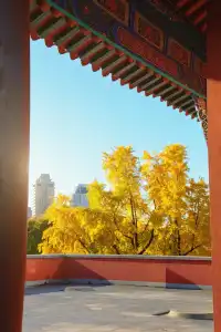 南京鼓樓公園銀杏｜紅牆光影+古今同框