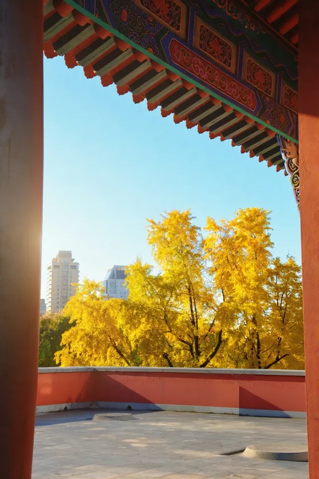 南京鼓樓公園銀杏｜紅牆光影+古今同框