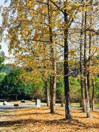 橫江濕地藏著秋日私語