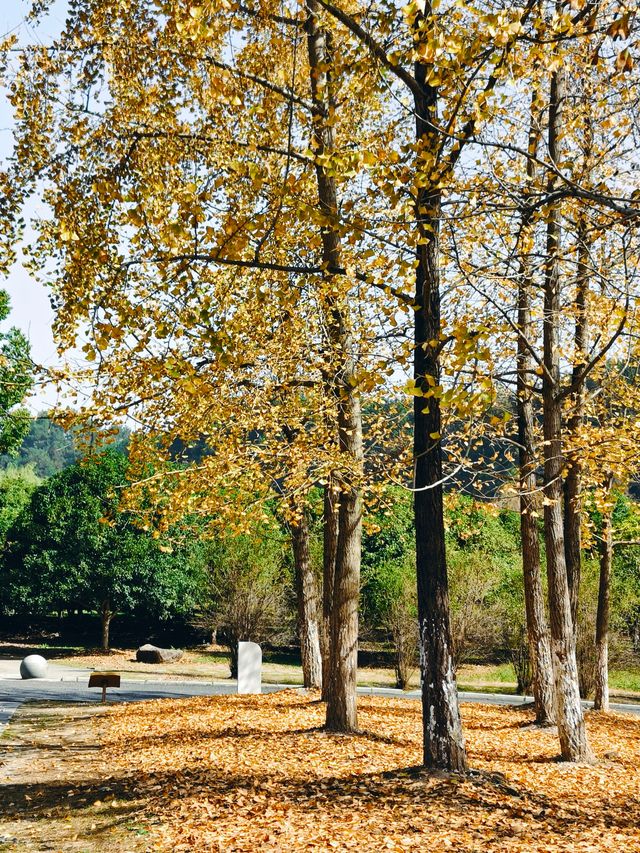 橫江濕地藏著秋日私語