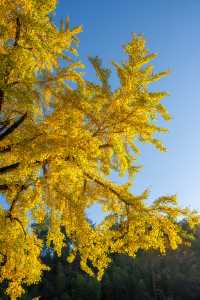 溫州百年銀杏樹已黃且牢固