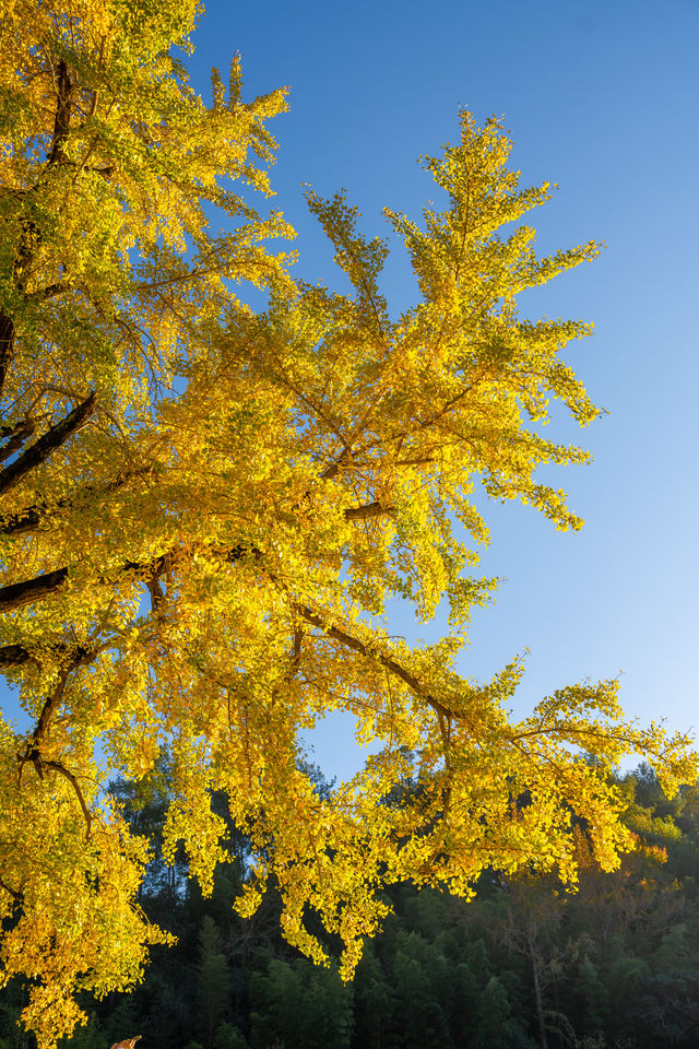 溫州百年銀杏樹已黃且牢固 溫州百年銀杏樹已黃且牢固