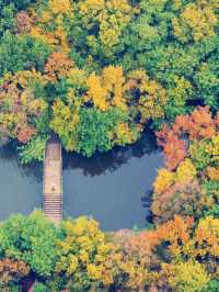 江浙滬的秋,是把調色盤潑向了人間