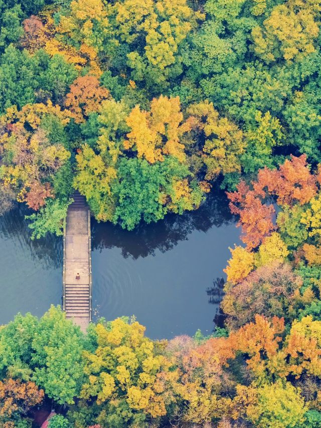 江浙滬的秋,是把調色盤潑向了人間 江浙滬的秋,是把調色盤潑向了人間