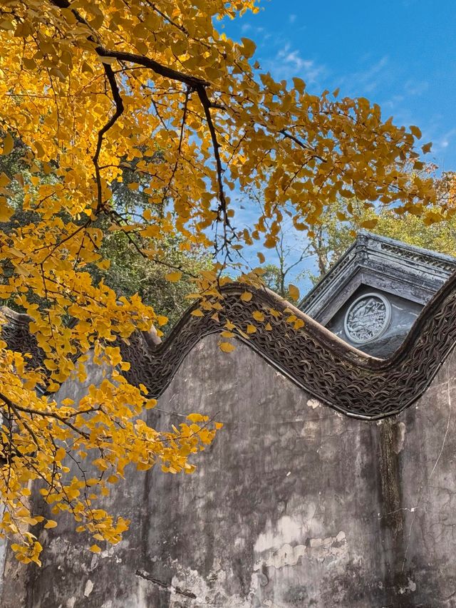 現在正是時候！銀杏全黃了！抓緊衝