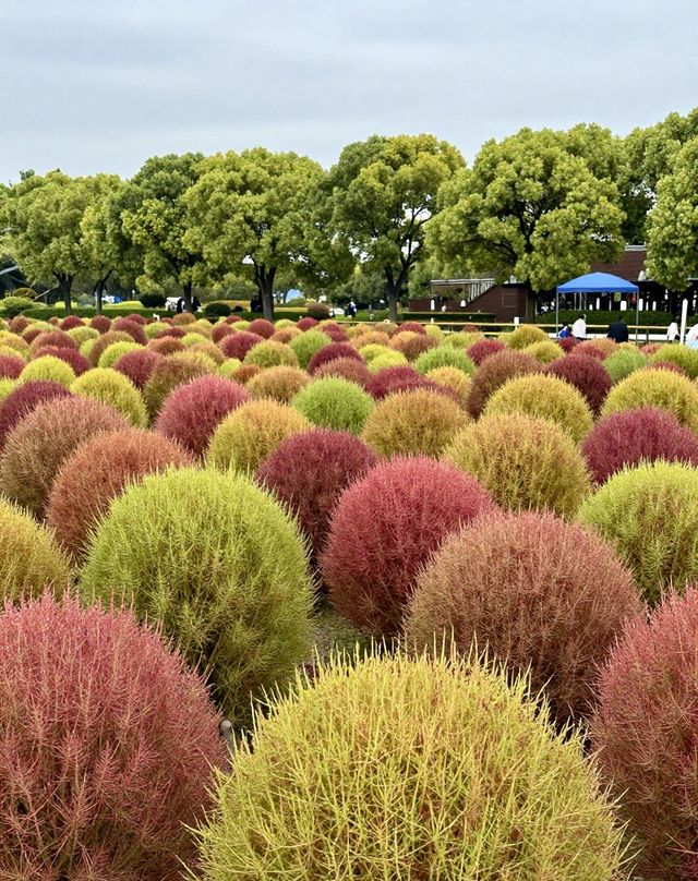 魔都版莫奈花園打卡|四季皆美,打卡不踩雷 魔都版莫奈花園打卡|四季皆美,打卡不踩雷