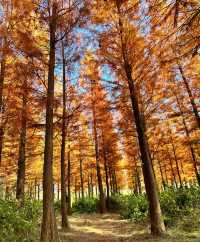 西昌,冬日的一抹秋