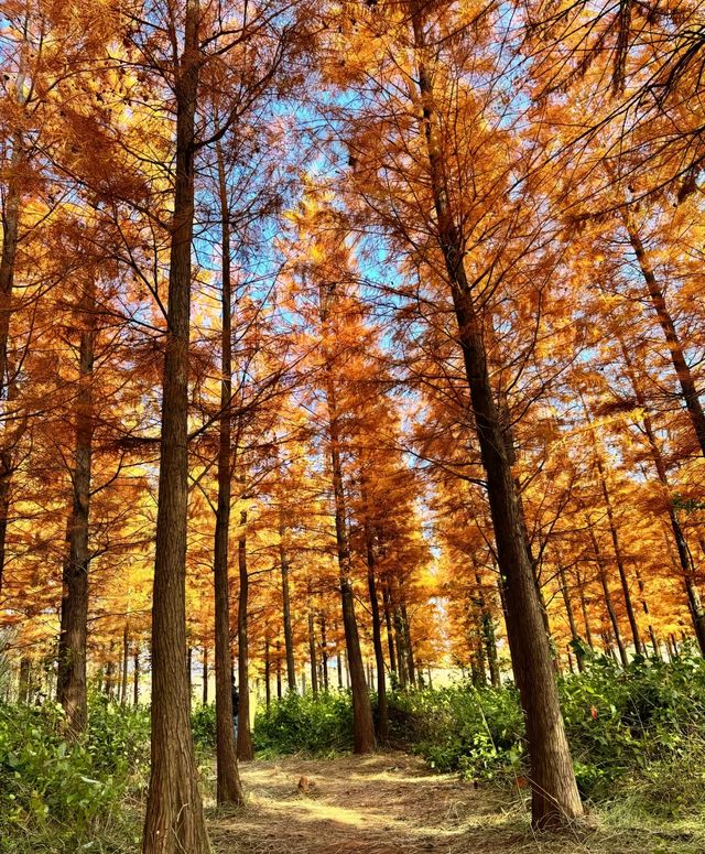 西昌,冬日的一抹秋 西昌,冬日的一抹秋