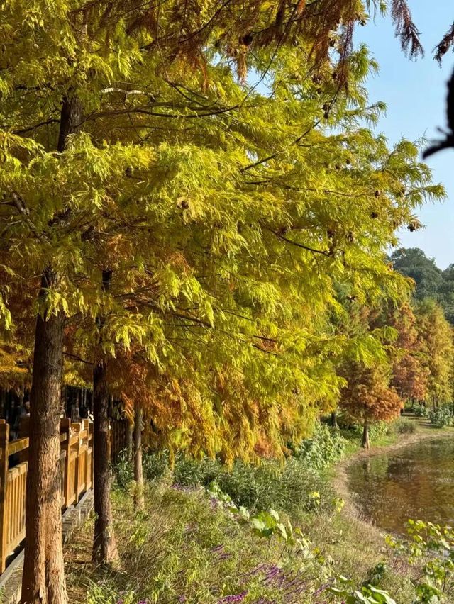 東湖山水杉林 德陽冬日美景被我挖到啦！