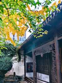 滿城秋色,一宅金黃