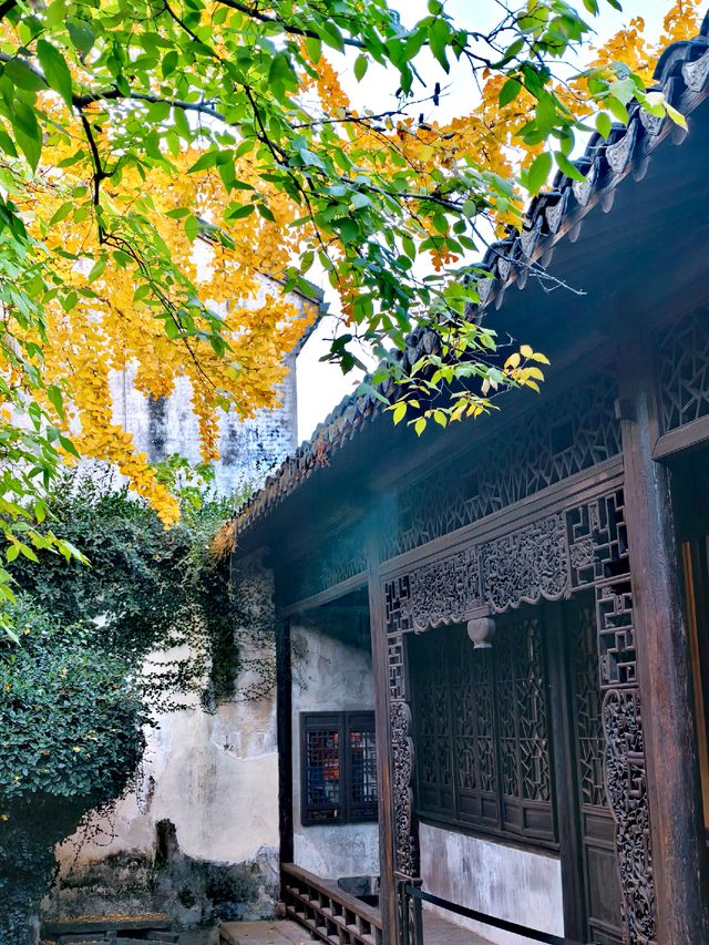 滿城秋色,一宅金黃 滿城秋色,一宅金黃