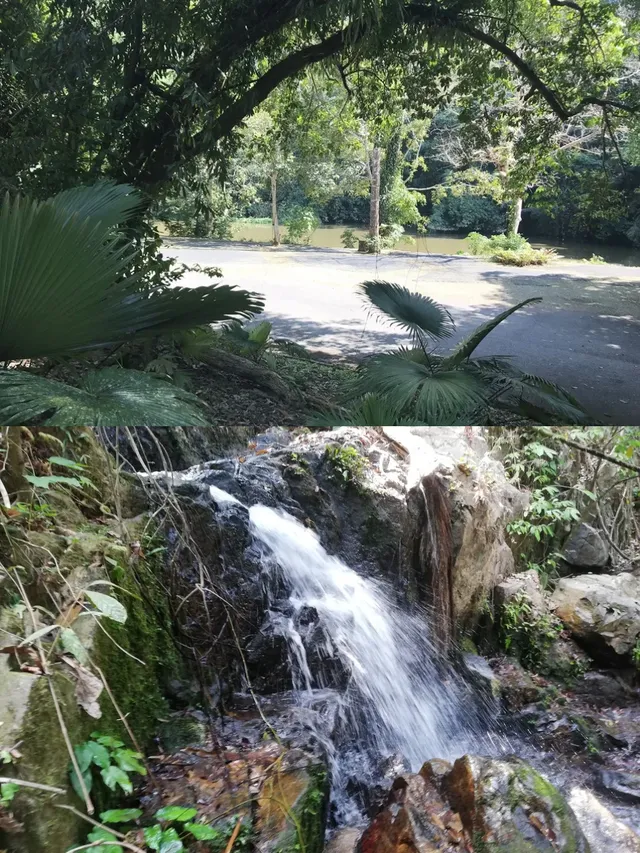 普吉島超小眾雨林划船+徒步半日遊攻略