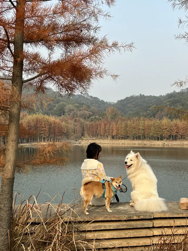 12.1實況live紹興鳳凰山美翻了!!!!!! 12.1實況live紹興鳳凰山美翻了!!!!!!