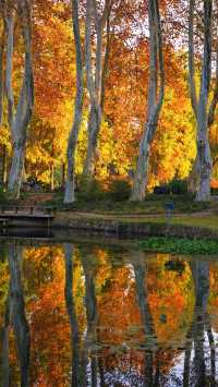武漢植物園最美的秋景在這裡了