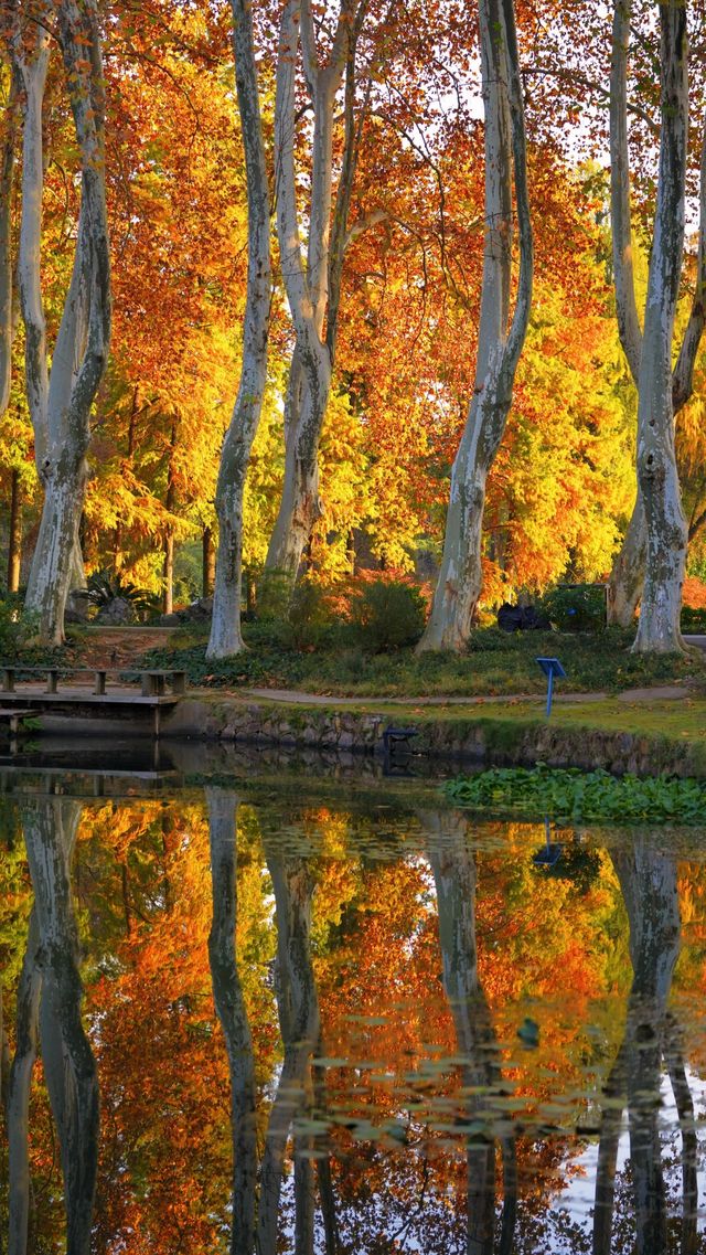 武漢植物園最美的秋景在這裡了 武漢植物園最美的秋景在這裡了