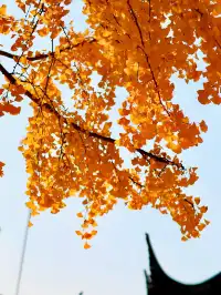 都給我衝，上海賞秋怎能少了這顆千年古銀杏