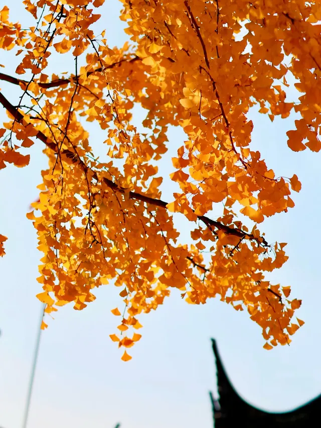 都給我衝，上海賞秋怎能少了這顆千年古銀杏